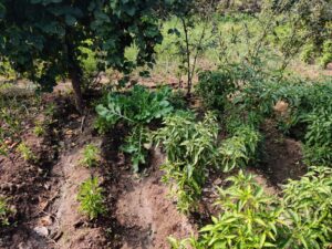 whatsapp image 2026 03 20 at 7.58.46 pm