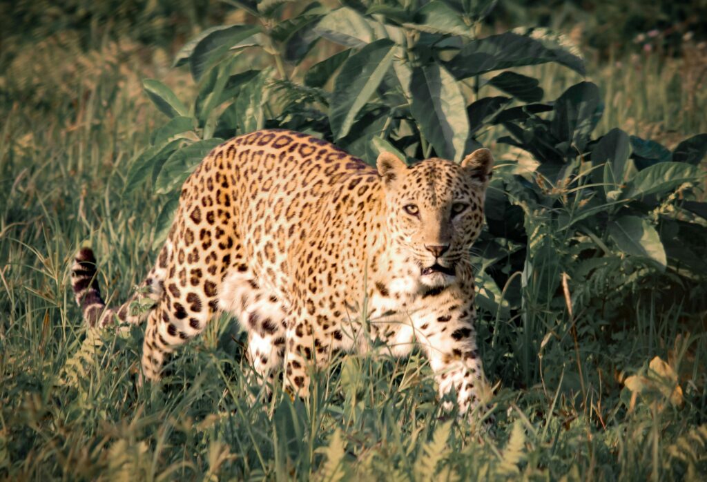 A majestic leopard prowling through the grass in its natural habitat, showcasing its grace and power.