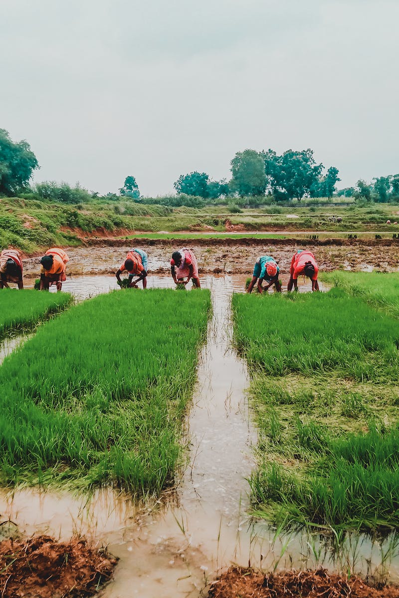 A group of farmers working in lush green rice paddies during the day.
