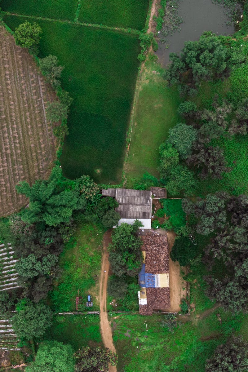 Aerial view of lush green farmland and a small rural house in Chandigarh, India.