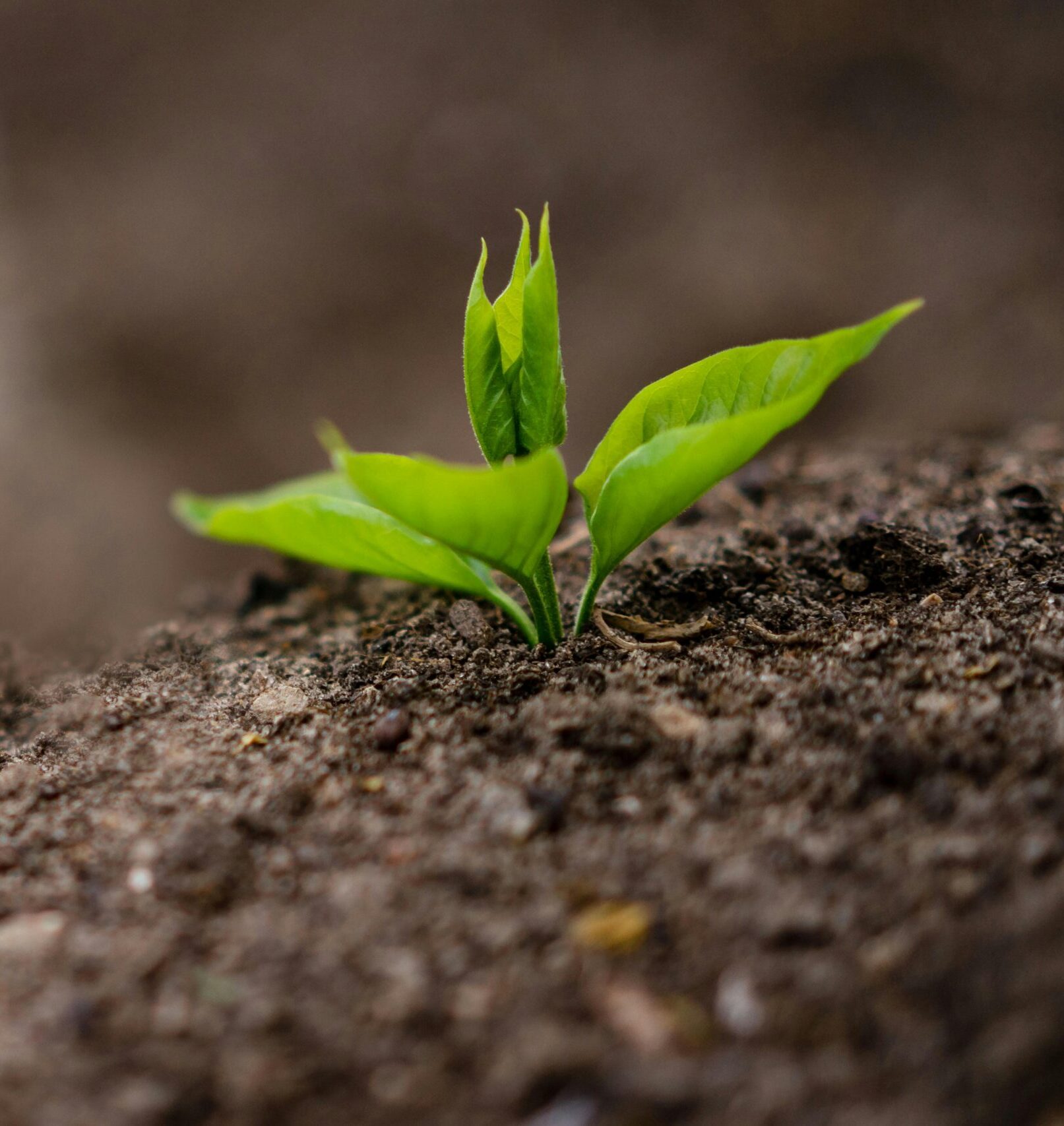 Close-up of a new green sprout growing in fertile soil, symbolizing new growth.